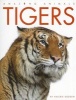 Tigers (Paperback) - Valerie Bodden Photo