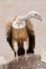 Griffon Vulture in Africa Journal - 150 Page Lined Notebook/Diary (Paperback) - Cs Creations Photo