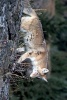 A Coyote in Glacier National Park, Montana - Blank 150 Page Lined Journal for Your Thoughts, Ideas, and Inspiration (Paperback) - Unique Journal Photo