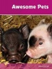 Awesome Pets - Set 3 (Paperback) - David Orme Photo