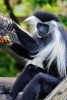 Black and White Colobus Monkey Journal - 150 Page Lined Notebook/Diary (Paperback) - Cs Creations Photo