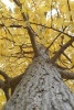 Yellow Leaves on a Gingko Tree in Autumn - 150 Page Lined Notebook/Diary (Paperback) - Cs Creations Photo