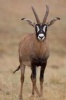 A Young Roan Antelope in Africa Journal - 150 Page Lined Notebook/Diary (Paperback) - Cs Creations Photo