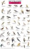 Northwest Park and Backyard Birds (Other cartographic) - Craig MacGowan Photo