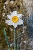 Single White Daffodil Flower Journal - 150 Page Lined Notebook/Diary (Paperback) - Cs Creations Photo