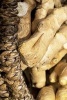 Harvested Ginger Root in a Basket, for the Love of Food - Blank 150 Page Lined Journal for Your Thoughts, Ideas, and Inspiration (Paperback) - Unique Journal Photo