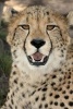 Cheetah Checking You Out Journal - 150 Page Lined Notebook/Diary (Paperback) - Cool Image Photo