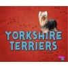 Yorkshire Terriers (Hardcover) - Allan Morey Photo