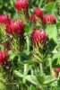 Trifolium Incarnatum Crimson Clover Flower Blooming - Blank 150 Page Lined Journal for Your Thoughts, Ideas, and Inspiration (Paperback) - Unique Journal Photo