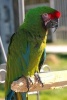 A Beautiful Perched Military Macaw - Blank 150 Page Lined Journal for Your Thoughts, Ideas, and Inspiration (Paperback) - Unique Journal Photo