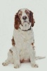 Welsh Springer Spaniel -  Journal/Notebook/Diary, 6" by 9" and 160 Pages (Paperback) - Artified Pets Photo