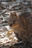 Website Password Organizer Quokka in Australia - Password/Login/Website Keeper/Organizer Never Worry about Forgetting Your Website Password or Login Again! (Paperback) - Unique Journal Photo