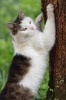 Cute Cat Getting Ready to Climb a Tree Journal - 150 Page Lined Notebook/Diary (Paperback) - Cs Creations Photo