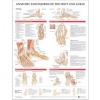 Anatomy and Injuries of the Foot and Ankle (Wallchart) - Anatomical Chart Company Photo