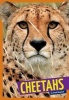 Cheetahs (Paperback) - Arnold Ringstad Photo