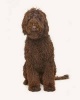 Labradoodle -  Dog Journal/Notebook/Diary (Paperback) - Artified Pets Photo