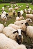 Flock of Sheep Journal - 150 Page Lined Notebook/Diary (Paperback) - Cool Image Photo