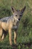 Young Jackal Pup Serengeti Park East Africa Journal - 150 Page Lined Notebook/Diary (Paperback) - Cs Creations Photo