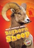 Bighorn Sheep (Hardcover) - Megan Borgert Spaniol Photo