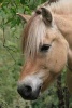 Norwegian Fjord Horse, for the Love of Horses - Blank 150 Page Lined Journal for Your Thoughts, Ideas, and Inspiration (Paperback) - Unique Journal Photo