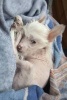 White Chinese Crested Dog Ready for a Nap - Blank 150 Page Lined Journal for Your Thoughts, Ideas, and Inspiration (Paperback) - Unique Journal Photo