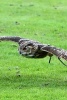 Eurasian Eagle Owl Flying Over the Grass - Blank 150 Page Lined Journal for Your Thoughts, Ideas, and Inspiration (Paperback) - Unique Journal Photo