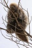 Porcupine in a Tree Journal - 150 Page Lined Notebook/Diary (Paperback) - Cool Image Photo