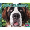 Saint Bernards (Hardcover) - Nikki Bruno Clapper Photo