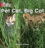 Pet Cat, Big Cat - Band 02a/Red A (Paperback) - Alison Hawes Photo