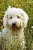 Goldendoodle in the Grass, for the Love of Dogs - Blank 150 Page Lined Journal for Your Thoughts, Ideas, and Inspiration (Paperback) - Unique Journal Photo