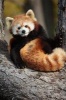 Say Hello to the Red Panda Journal - 150 Page Lined Notebook/Diary (Paperback) - Cool Image Photo