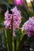 Pink Hyacinth Blooming in an English Garden - Blank 150 Page Lined Journal for Your Thoughts, Ideas, and Inspiration (Paperback) - Unique Journal Photo