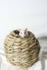 A Cute White Rat Animal Journal - 150 Page Lined Notebook/Diary (Paperback) - Cs Creations Photo