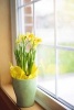 Daffodils in a Vase by the Window in Spring, for the Love of Flowers - Blank 150 Page Lined Journal for Your Thoughts, Ideas, and Inspiration (Paperback) - Unique Journal Photo