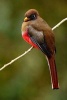 Masked Trogon (Trogon Personatus) in Ecuador Journal - 150 Page Lined Notebook/Diary (Paperback) - Cool Image Photo