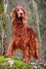 Irish Setter -  Dog Journal/Notebook/Diary (Paperback) - Artified Pets Photo