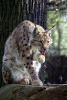 Lynx Taking a Bath Journal - 150 Page Lined Notebook/Diary (Paperback) - Cool Image Photo