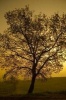 A Tree Against the Sun Journal - 150 Page Lined Notebook/Diary (Paperback) - Cool Image Photo