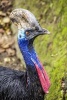 A Profile of a Bright and Colorful Cassowary - Blank 150 Page Lined Journal for Your Thoughts, Ideas, and Inspiration (Paperback) - Unique Journal Photo