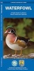 Waterfowl - A Field Guide to Native North American Species (Pamphlet) - James Kavanagh Photo