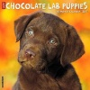 2017 Just Chocolate Lab Puppies Wall Calendar (Calendar) - Willow Creek Press Photo