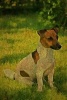 Russell Terrier - Jack Russell Journal/Notebook/Diary 160 Pages (Paperback) - Artified Pets Photo