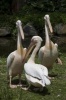 Three Gossiping White Pelicans (Pelicanus Occidentalis) Journal - 150 Page Lined Notebook/Diary (Paperback) - Cs Creations Photo