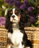 Cavalier King Charles Spaniel -  Dog Journal/Notebook/Diary (Paperback) - Artified Pets Photo