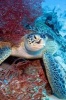 Say Hello to the Sea Turtle Journal - 150 Page Lined Notebook/Diary (Paperback) - Cool Image Photo