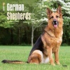 German Shepherds 2017 Square (Calendar) - Inc Browntrout Publishers Photo