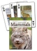 Mammals of the Northeast Playing Cards (Cards) - Stan Tekiela Photo