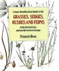 Colour Identification Guide to the Grasses, Sedges, Rushes and Ferns of the British Isles and North Western Europe (Hardcover) - Francis Rose Photo