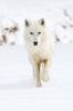 Say Hello to the Arctic Wolf Journal - 150 Page Lined Notebook/Diary (Paperback) - Cool Image Photo