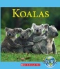 Koalas (Hardcover) - Josh Gregory Photo